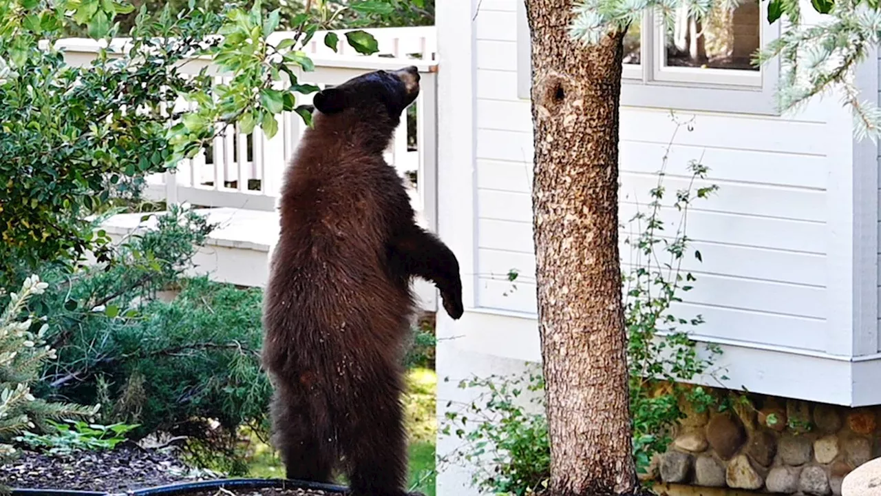 Bear caught breaking into house, raiding freezer