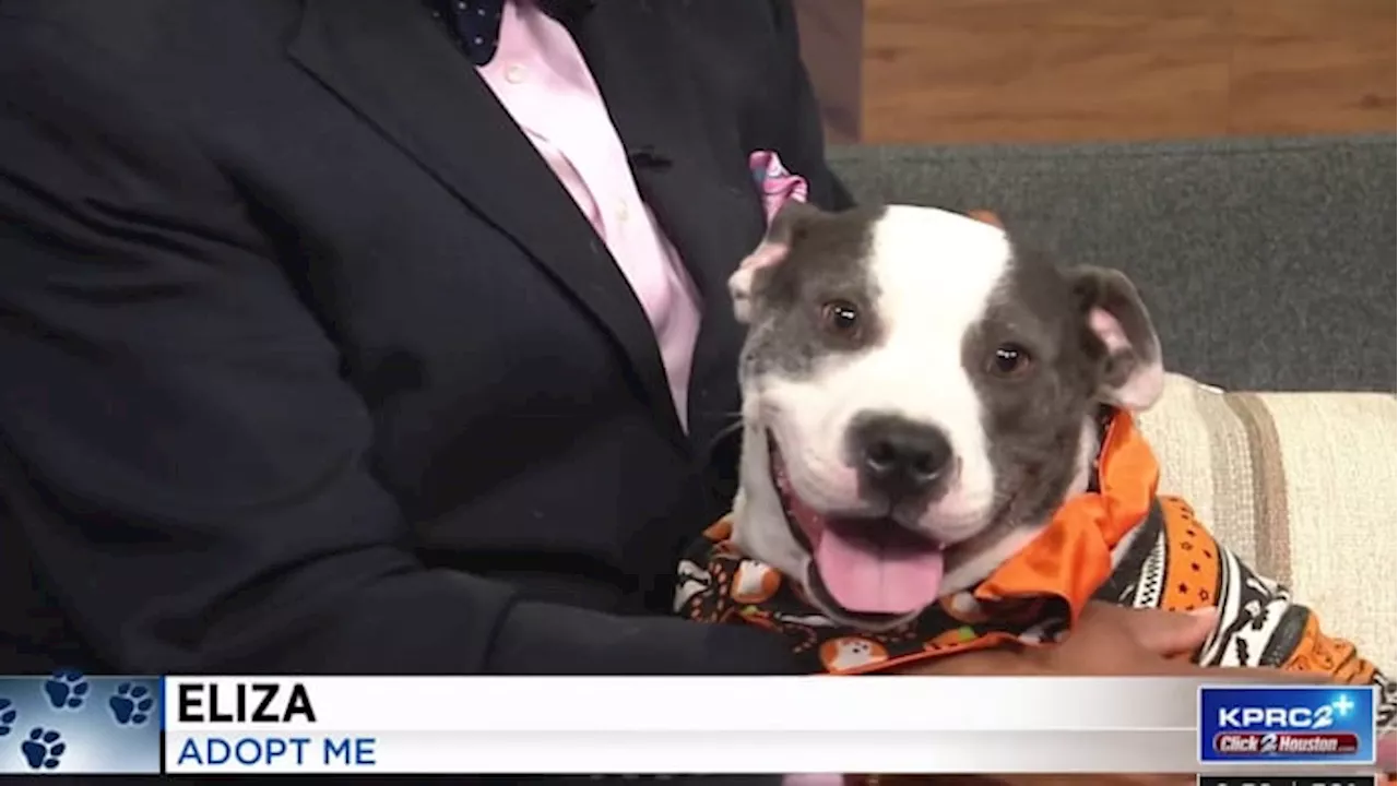 KPRC 2 Pet Project: Meet Eliza, the pup who is ready for Halloween