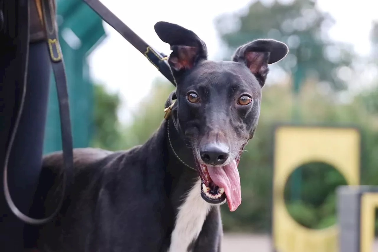 Dogs Trust: 11 of the adorable dogs looking for a home in Leeds including three gorgeous ex-racing Greyhounds