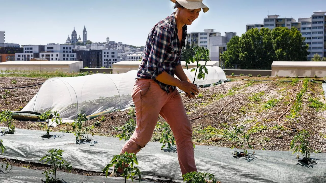 Paris : Cultivate, la plus grande ferme urbaine d’Europe, se fait bien discrète à la Chapelle