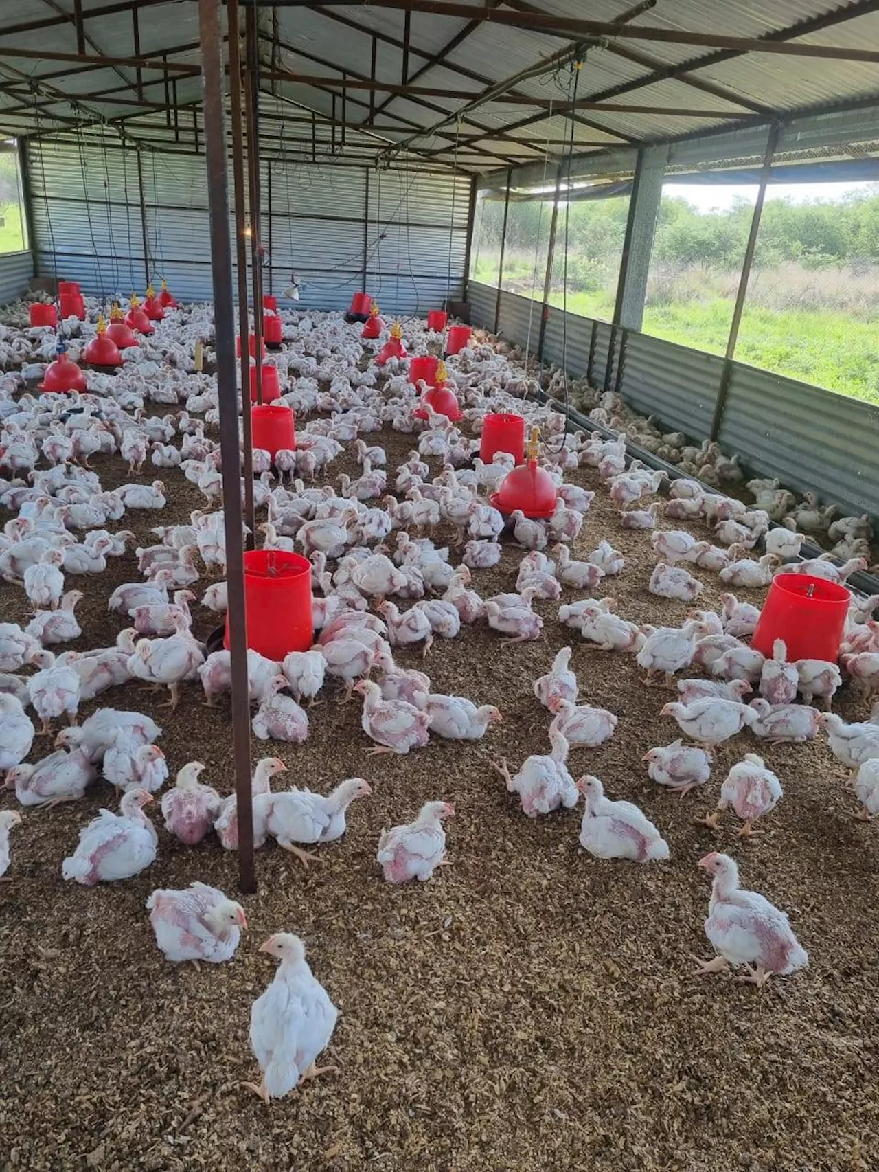 Call to switch to cage free egg farming