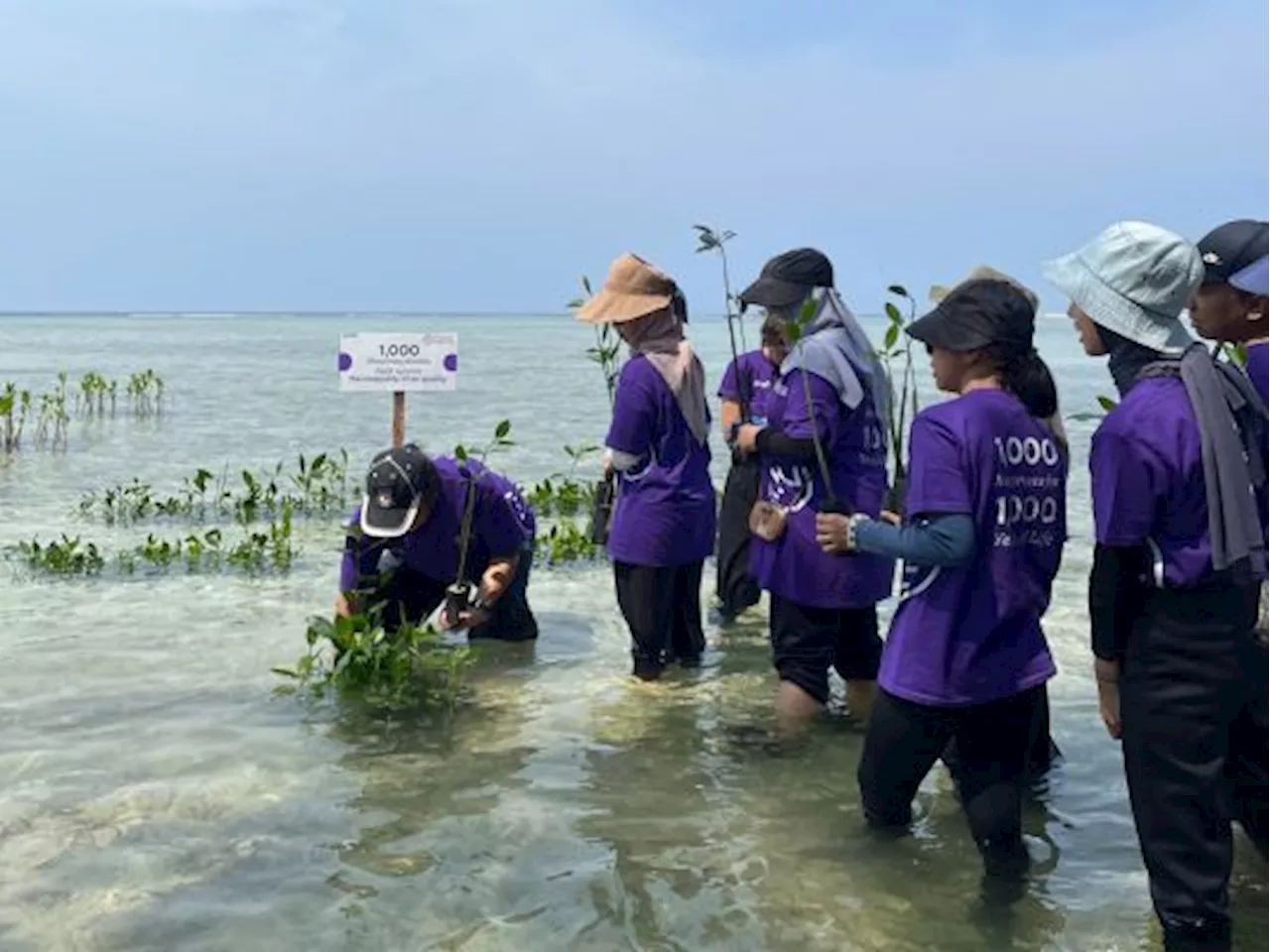 Kurangi Polusi Udara, Sanofi Tanam 1.000 Mangrove di Kepulauan Seribu