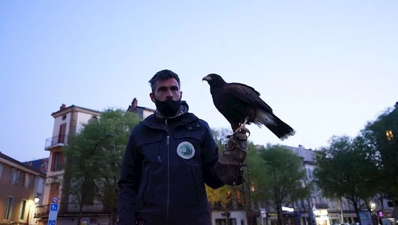 Les fusées crépitantes pour chasser les choucas des tours place du Mandarous à Millau