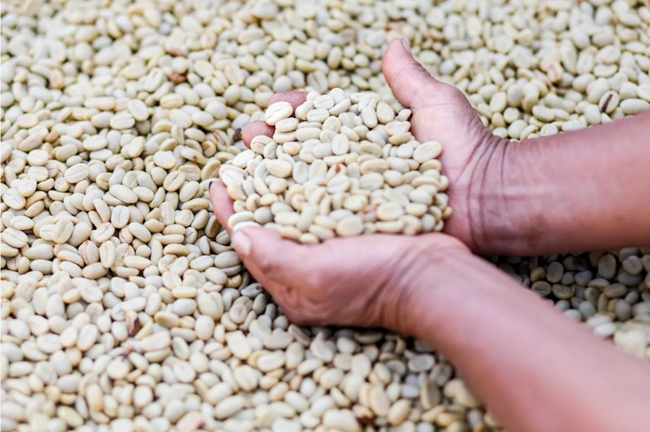 The hands behind a cup of coffee in Panama