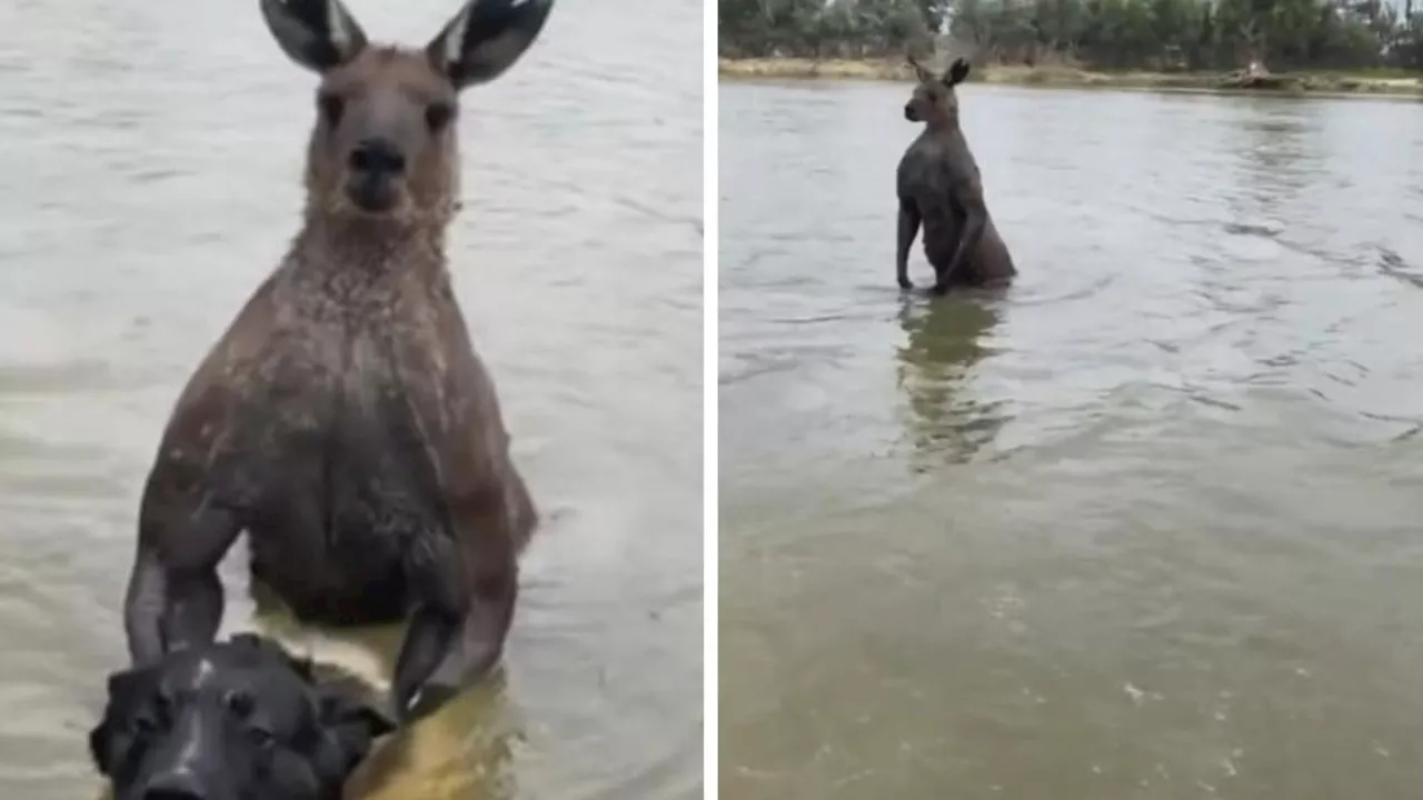 Man saves dog being ‘drowned’ by kangaroo