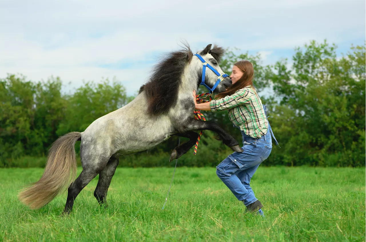 Trainer's Approach to Horse With 'Dangerous' Biting Tendency Stuns Internet