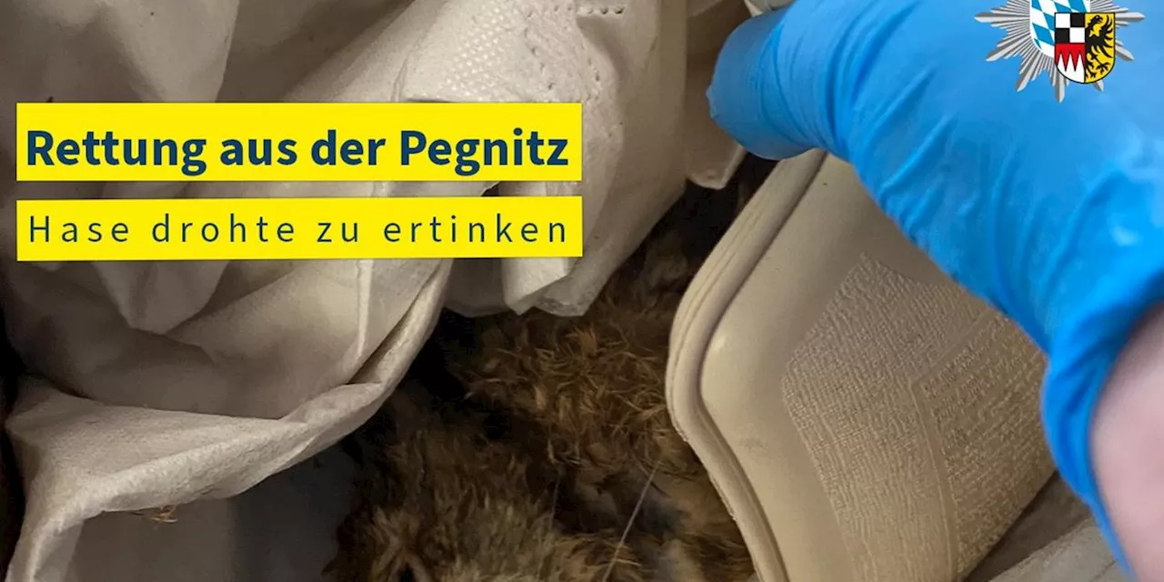 Spektakuläre Rettung: Hund jagt Hasen in die Pegnitz - die Nürnberger Polizei greift beherzt ein