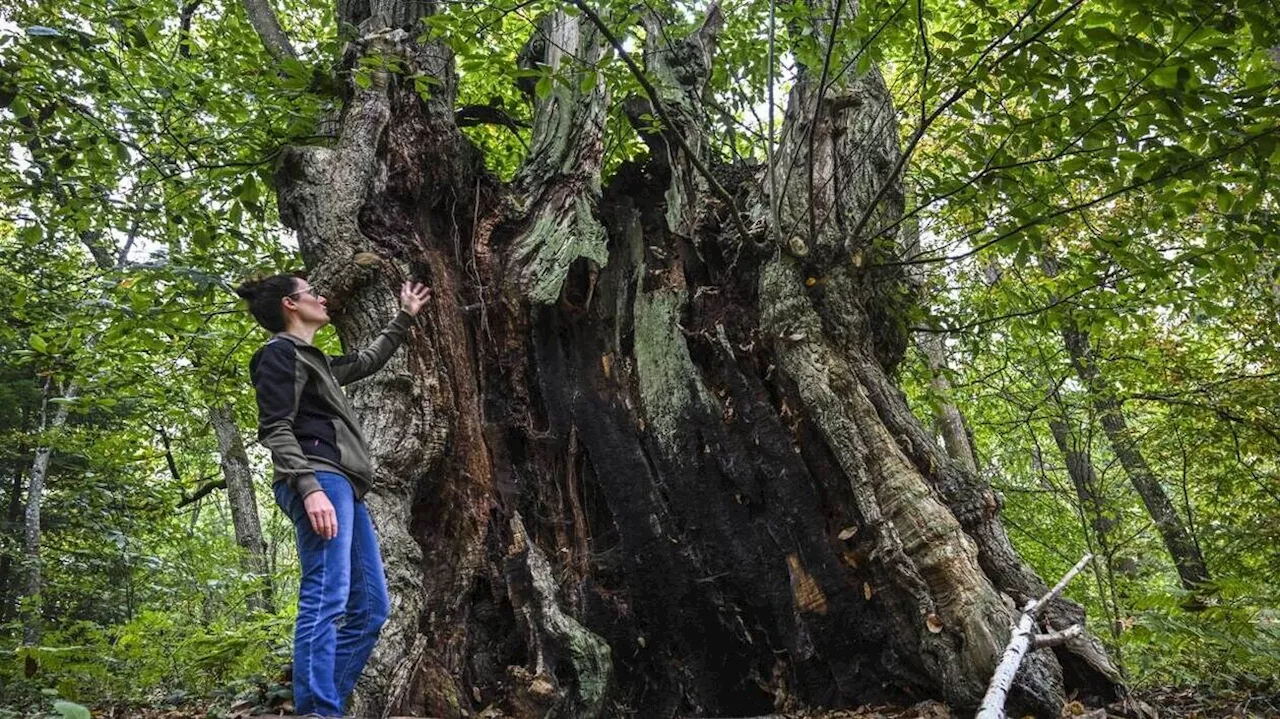 À l’Arche de la nature, ces « arbres à cachette » ont plus de 400 ans