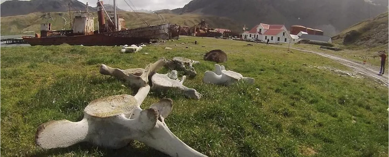 The Grim Legacy of Whaling Is Encoded in Abandoned Bones