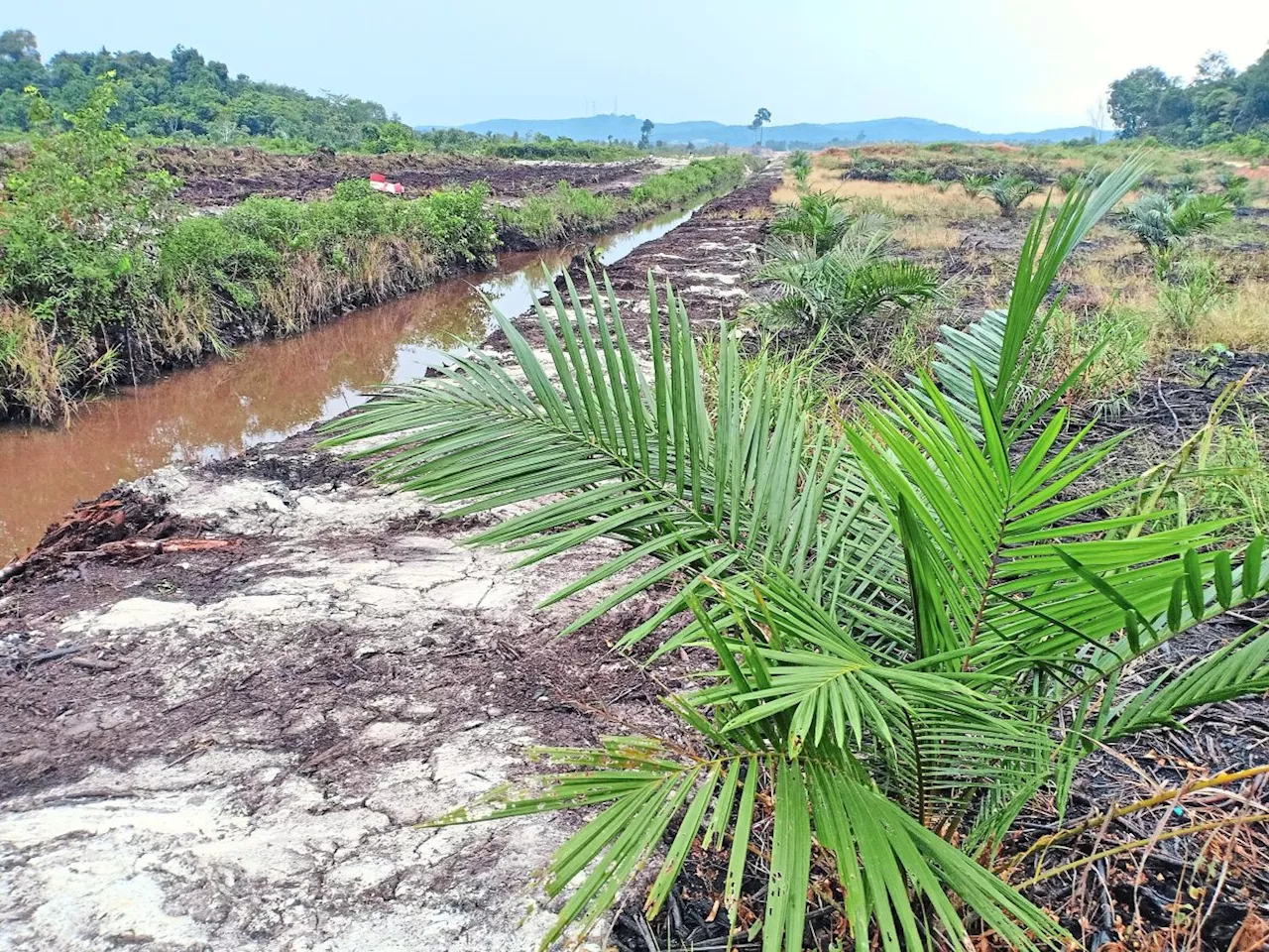 Orang Asli in dispute with contractors clearing secondary forest