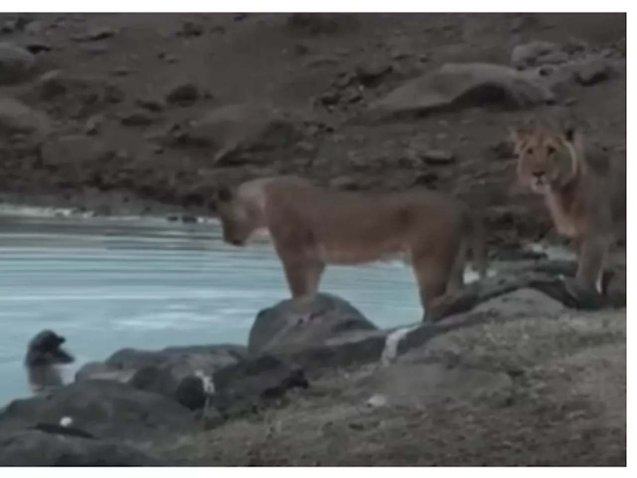 WATCH: Lion saves his sisters from a hyena mauling [VIDEO]