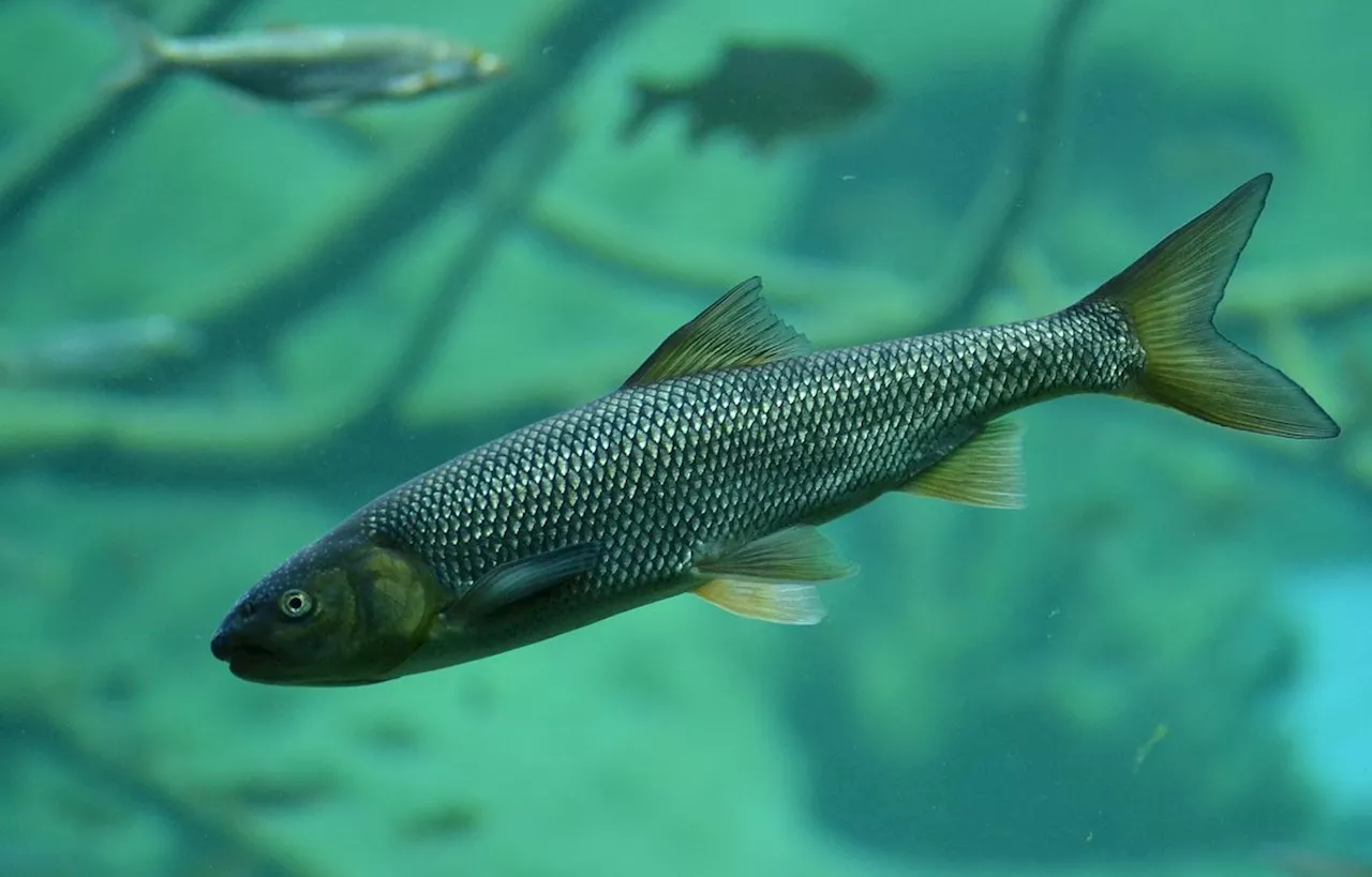 Oise : Les poissons en danger face à la montée des températures des cours d’eau