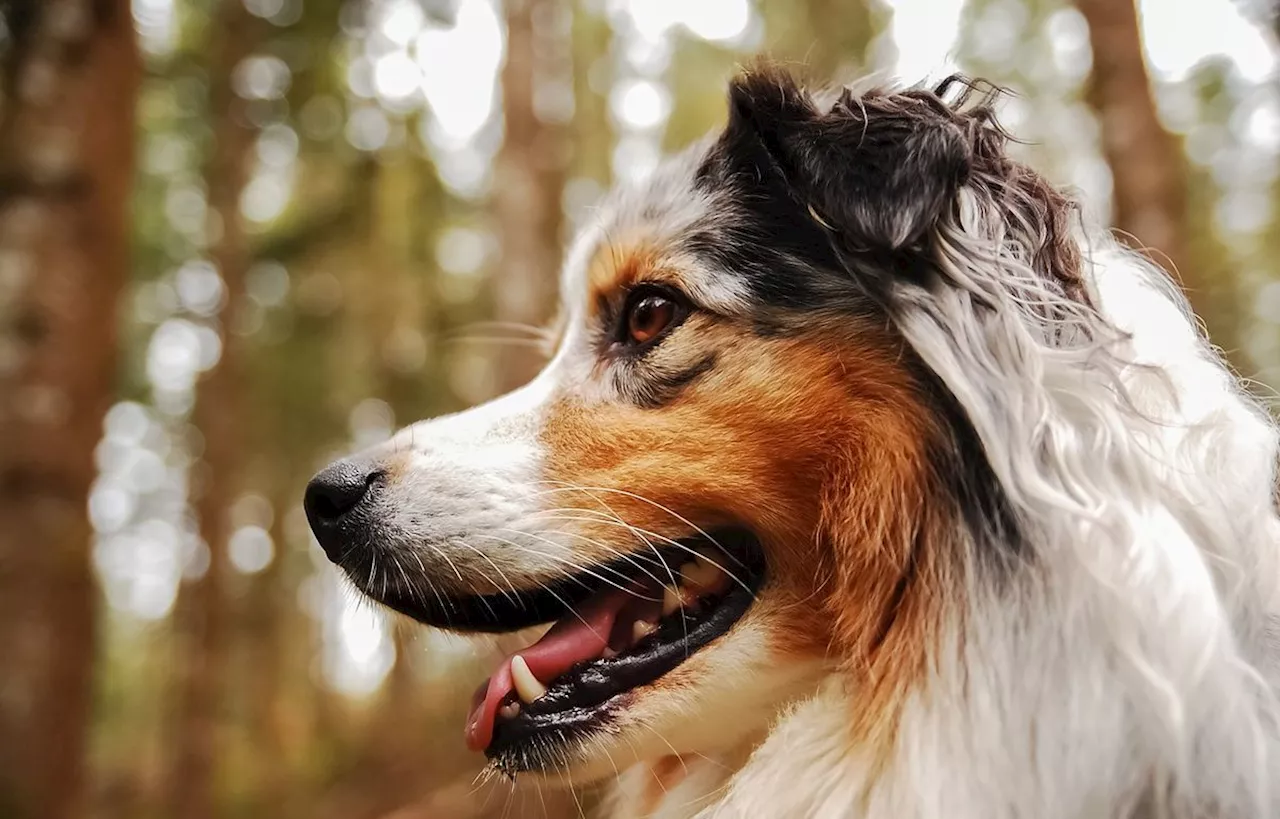 Dans ces écoles du Vaucluse, un chien a fait la chasse aux punaises de lit