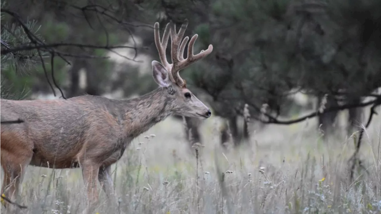 Deer put down after attacking woman