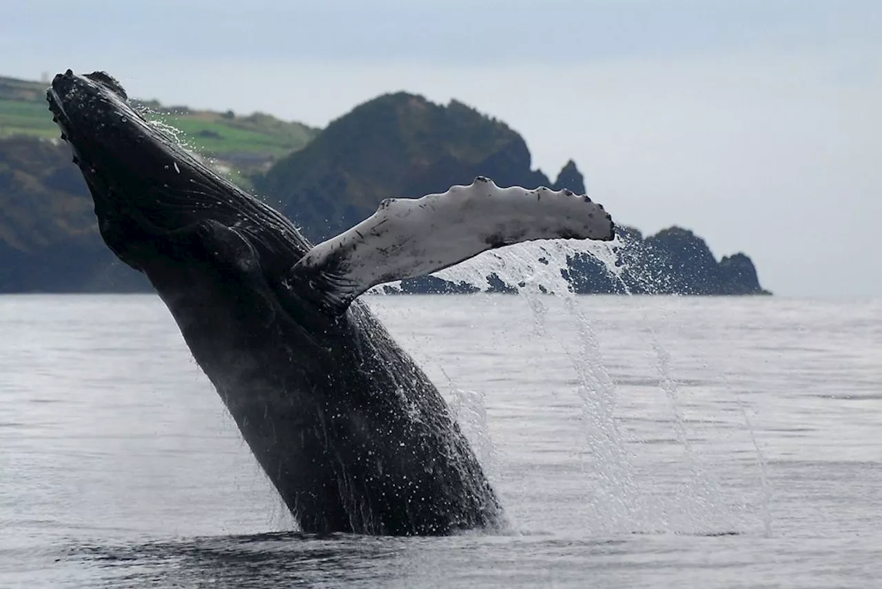 The island that went from whale hunting to whale watching