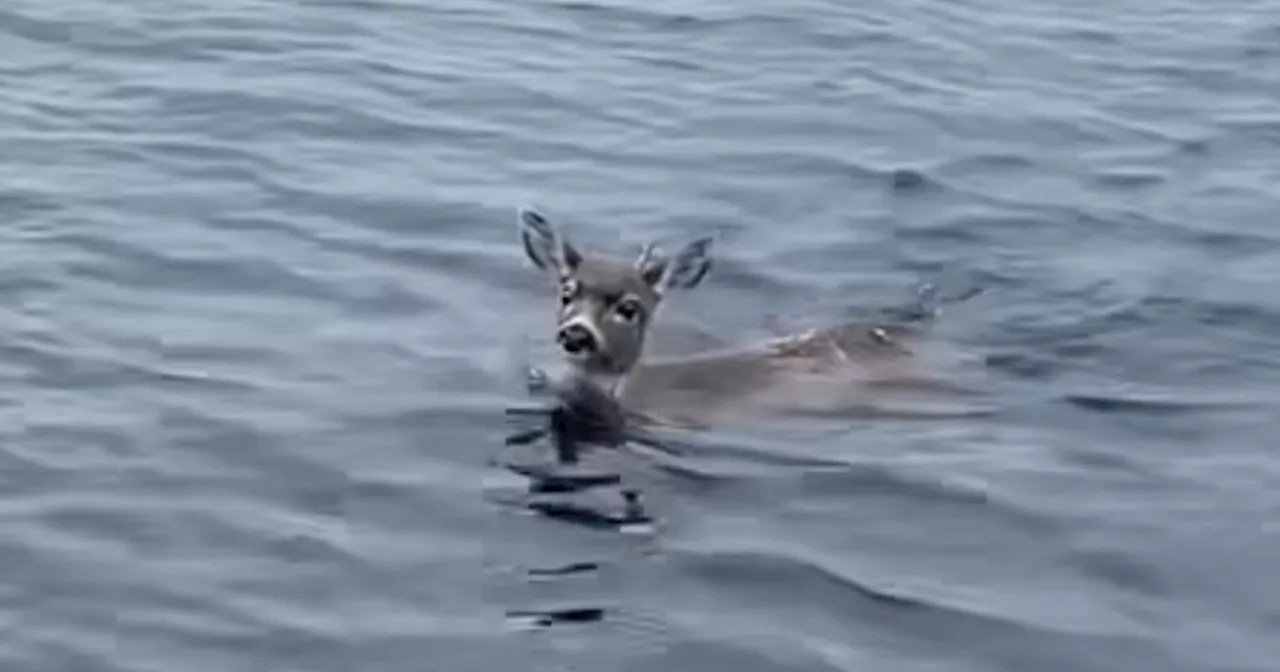 2 deer swimming miles from shore in Southeast Alaska catch a ride from state troopers