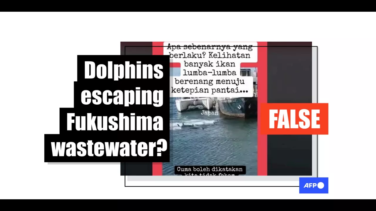 Video of stranded dolphins in Argentina falsely linked to Fukushima wastewater