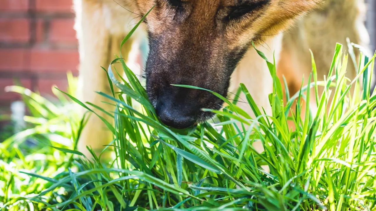 Fleisch und Knochen reichen manchmal nicht aus: Wenn Hunde grasen