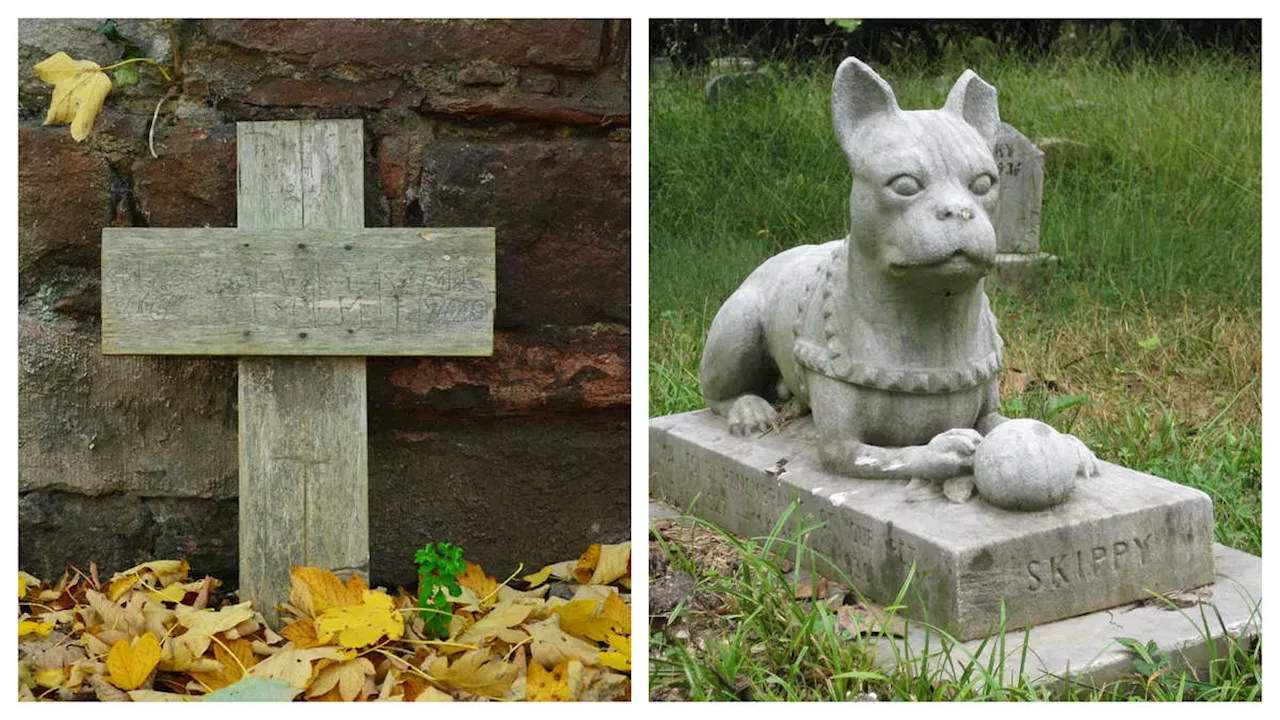 Die letzte Ruhestätte: Darf ich mein Haustier im Garten begraben?