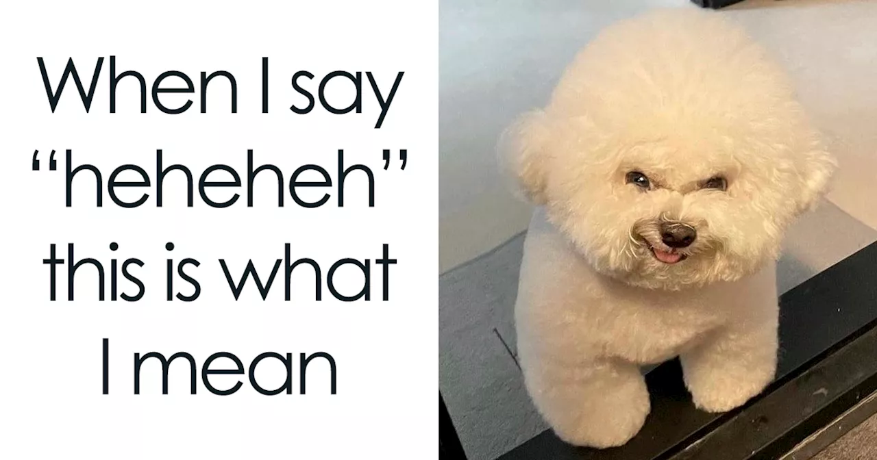 52 Funny Animal Memes To Put A Smile On Your Face