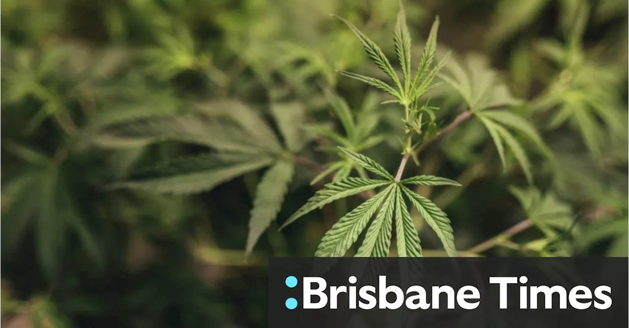 Green light for Victorian trial to assess medicinal cannabis drivers