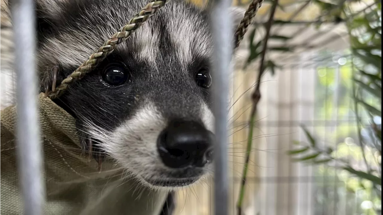 Baby raccoons bottle-fed before their release into the wild