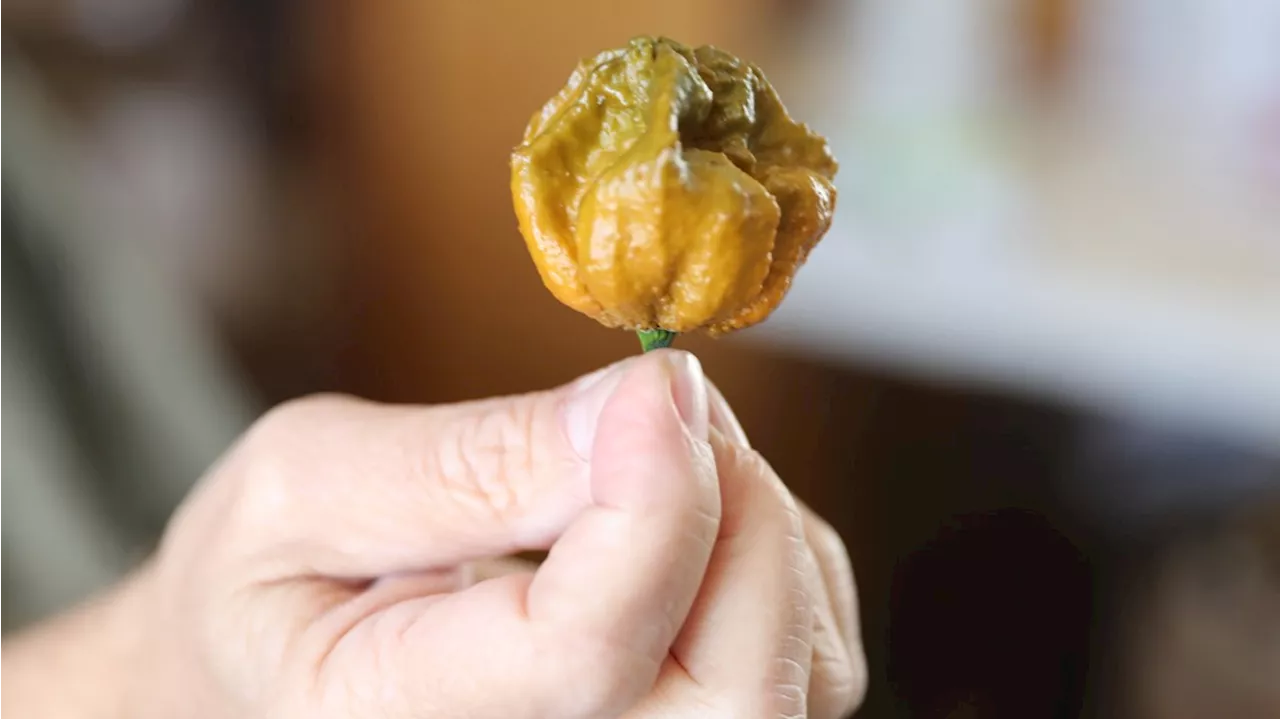 Pepper X takes down Carolina Reaper as world's hottest pepper