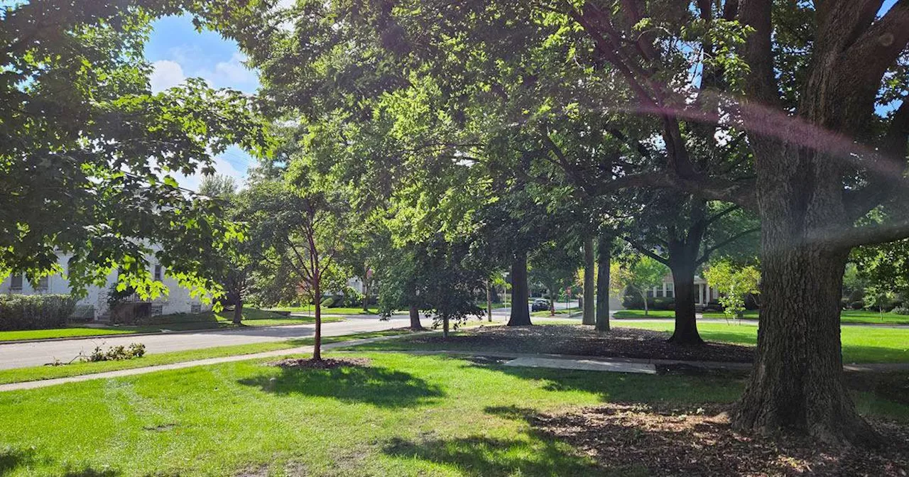 Skokie receives federal grant to plant trees in disadvantaged areas