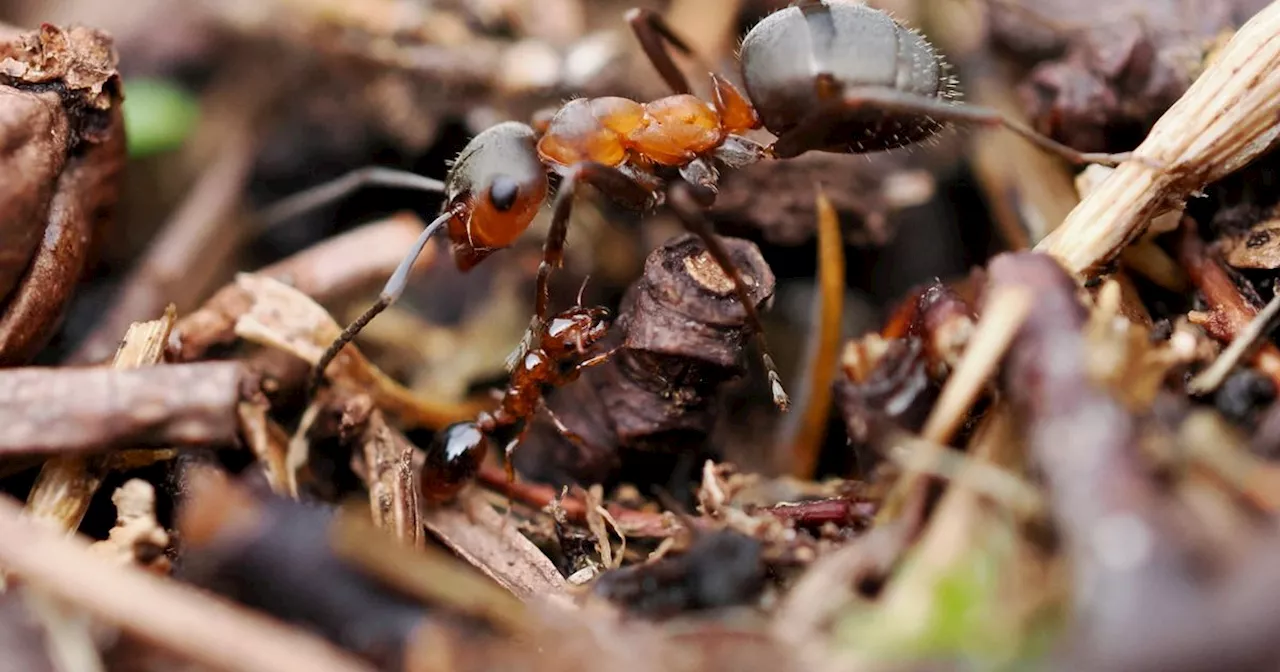 Scots discover rare and endangered 'cuckoo' ant last seen in 1952