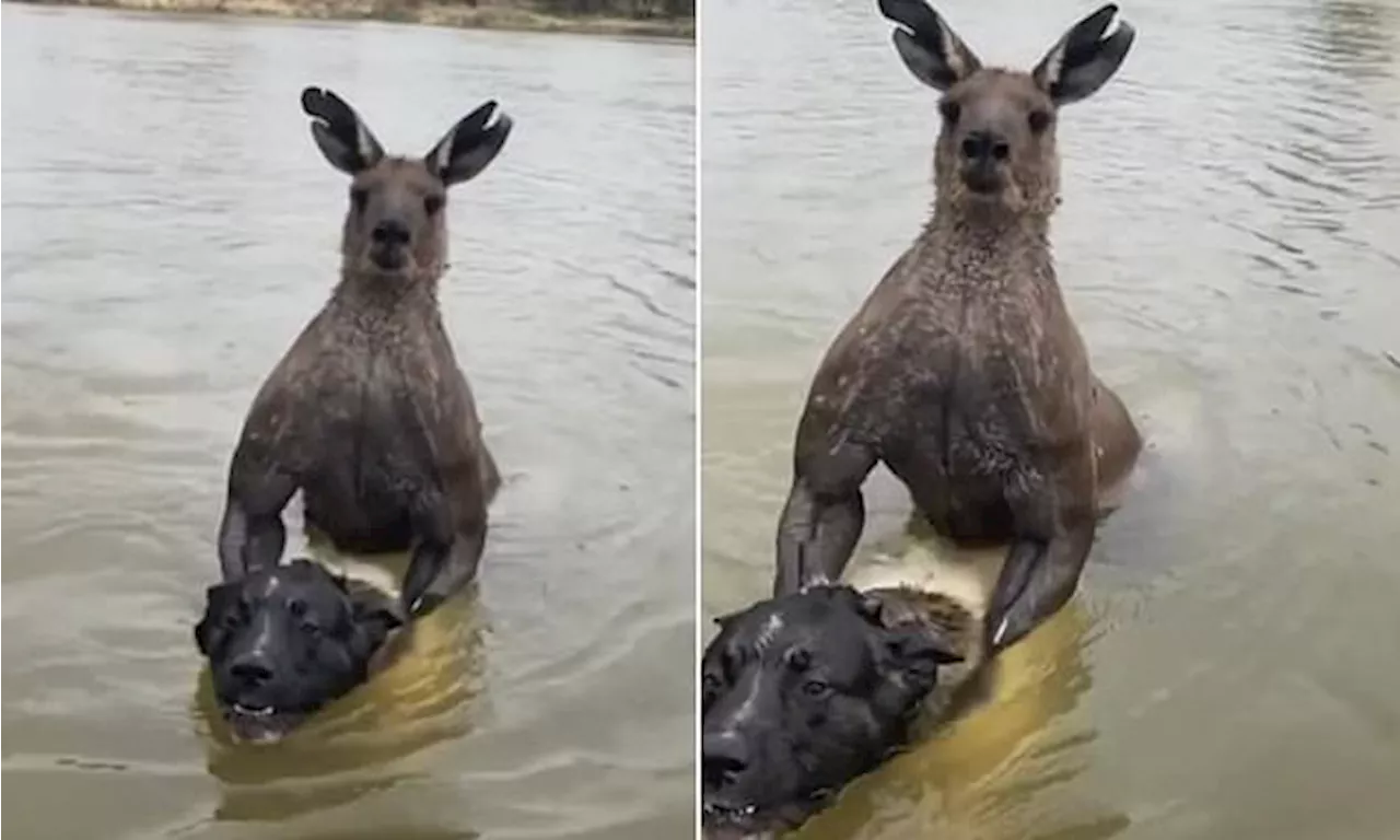 Incredible moment man saves a dog being 'drowned' by kangaroo