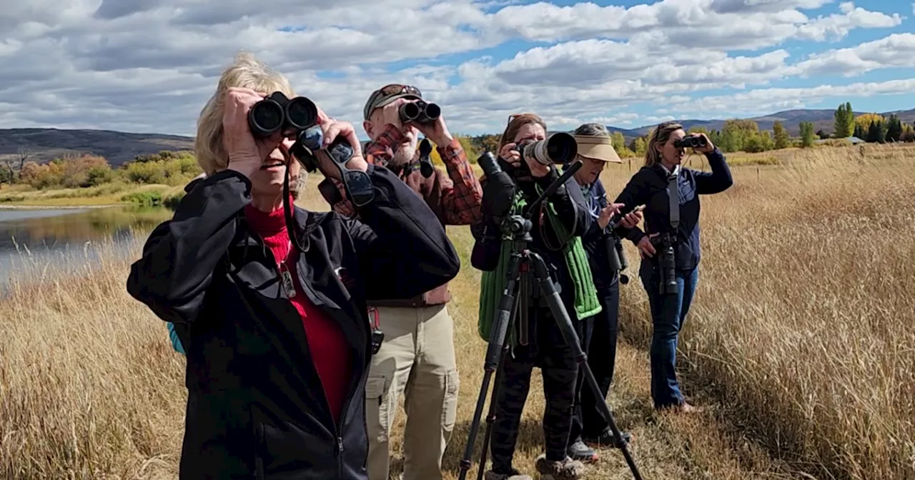 Colorado woman leading movement to save sandhill cranes in Yampa Valley