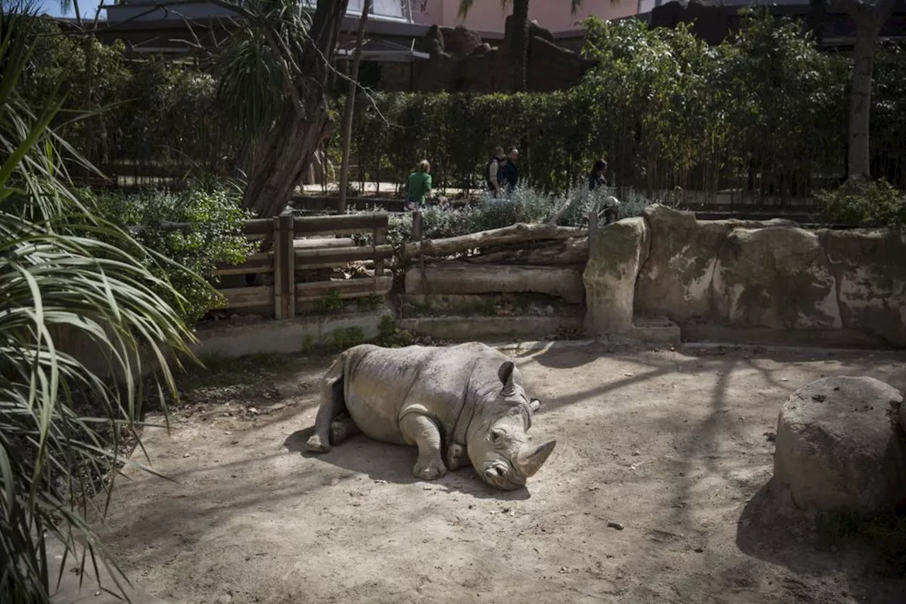 Muere Pedro, el rinoceronte del Zoo de Barcelona