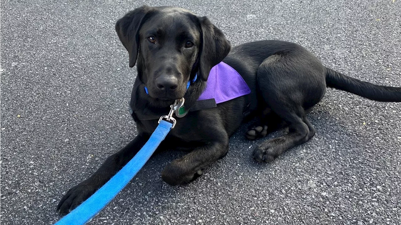 Elizabethtown student launches campus therapy dog program