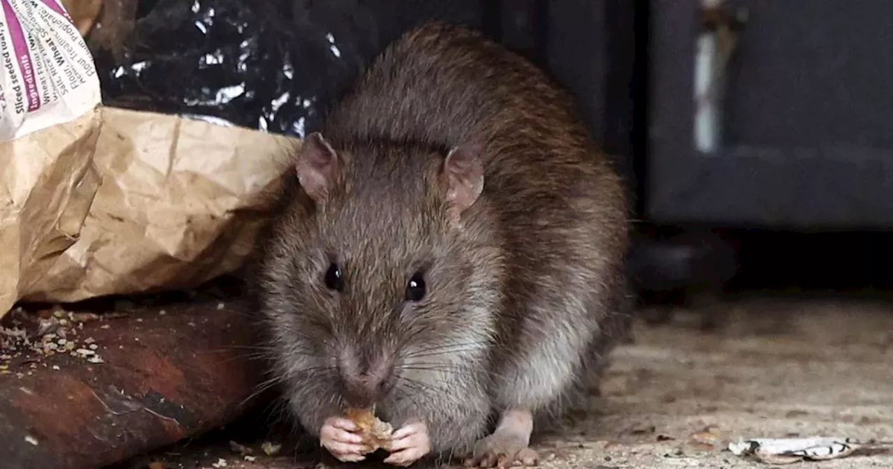 £17 product promises to clear rodents within two weeks