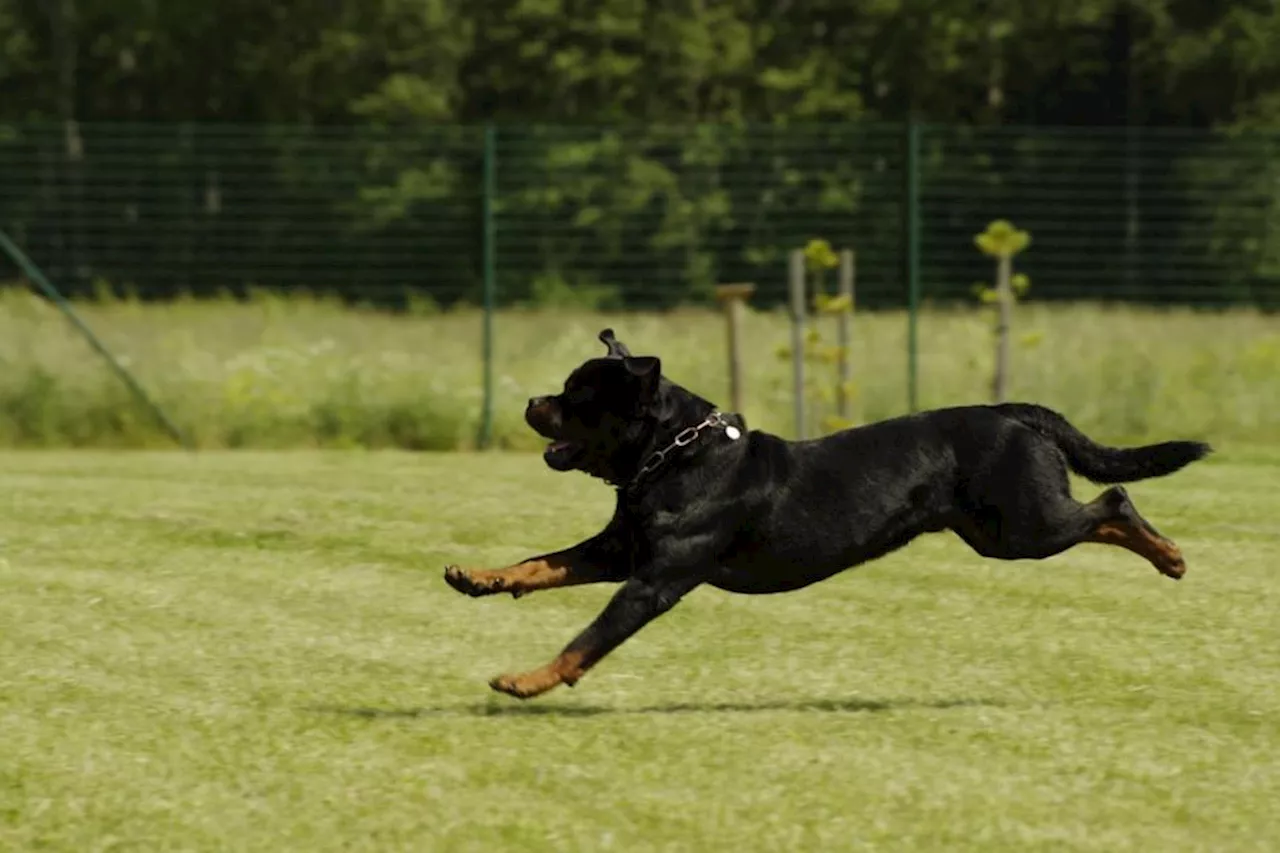 Woman left trapped in car over threat of two angry Rottweilers
