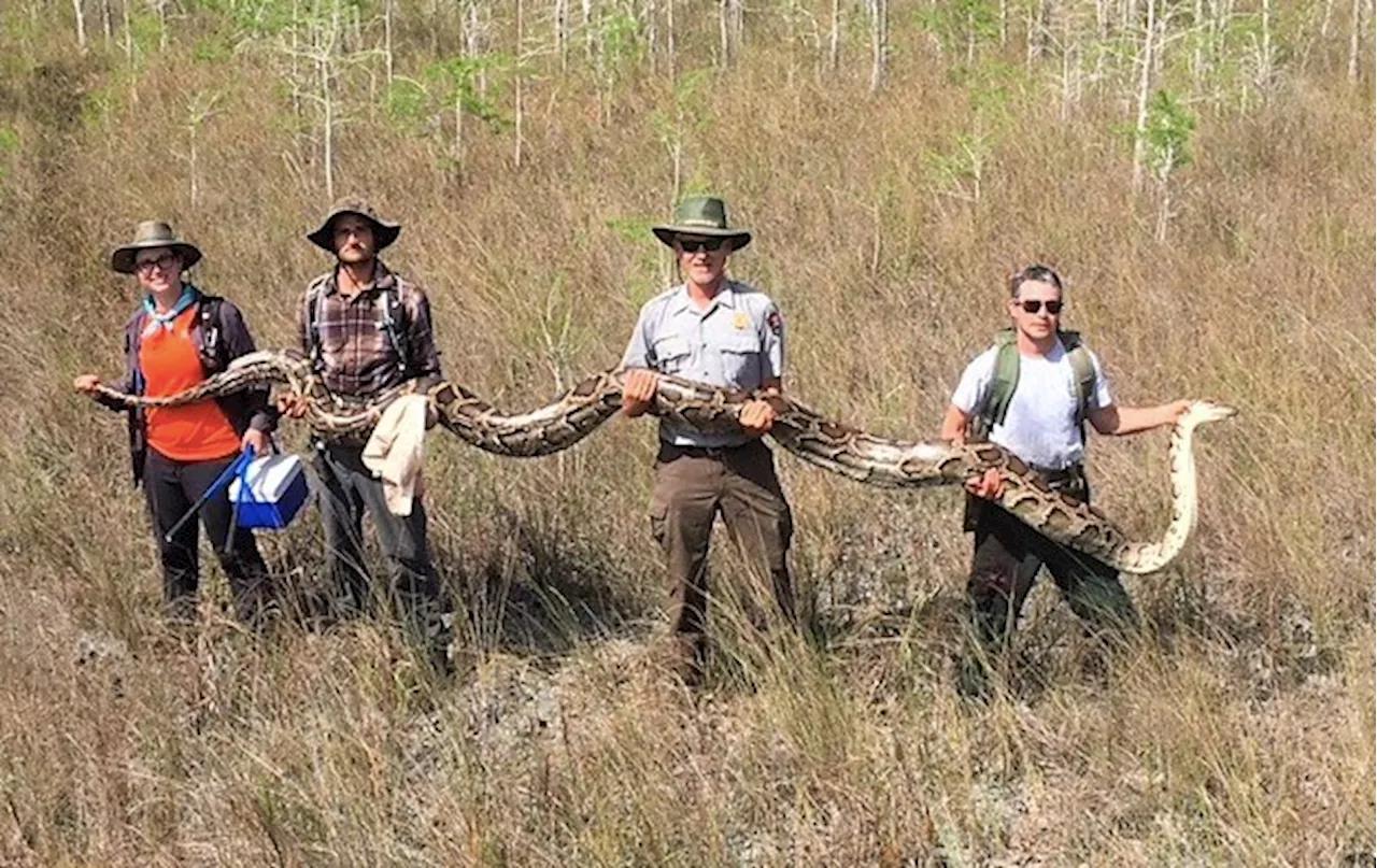 A 17-foot long snake has been found slithering around Florida