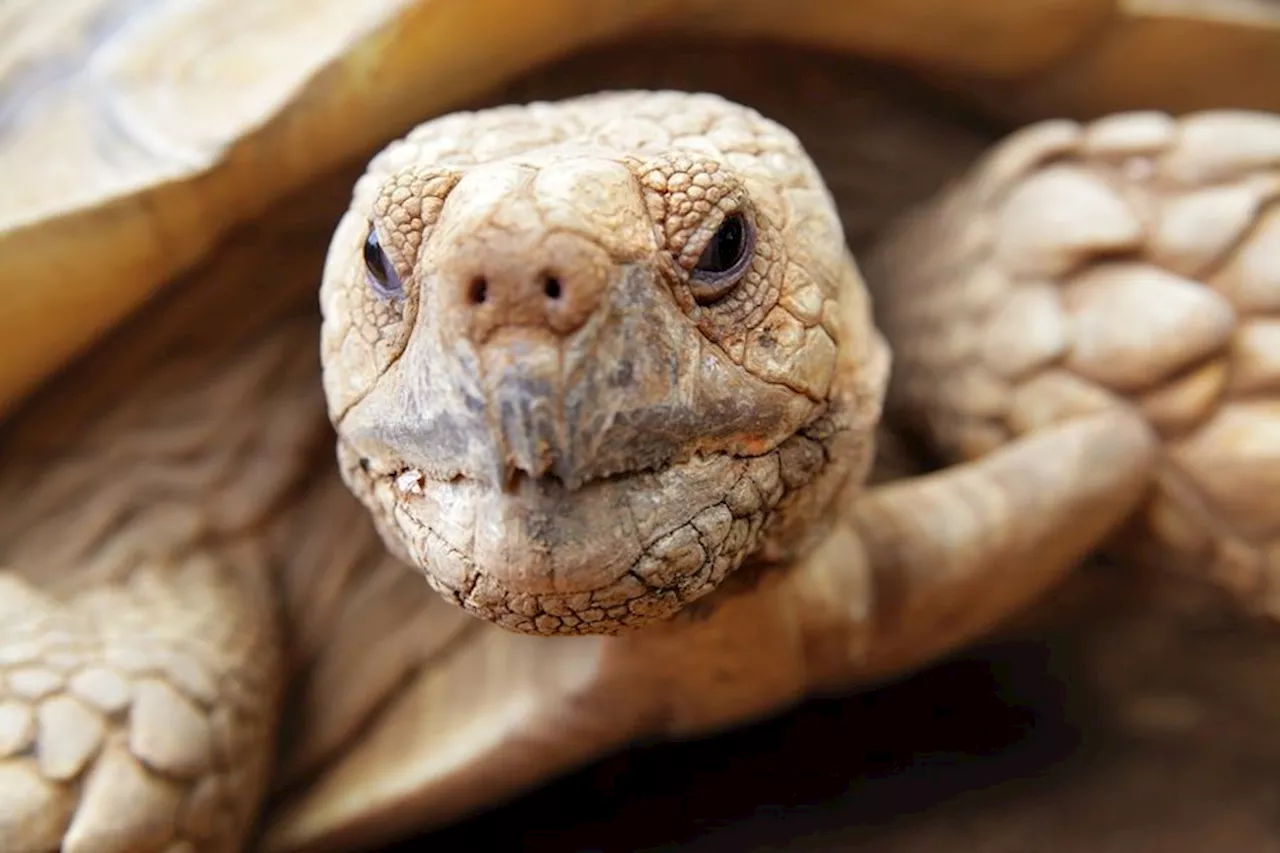 Shell-Shocked: Two Randy Tortoises Have Been Blamed For Starting A House Fire