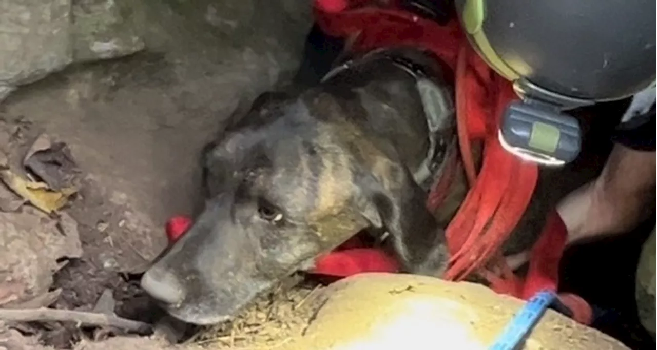 Dog Rescued Unharmed After Getting Stuck For 3 Days In Bear Cave