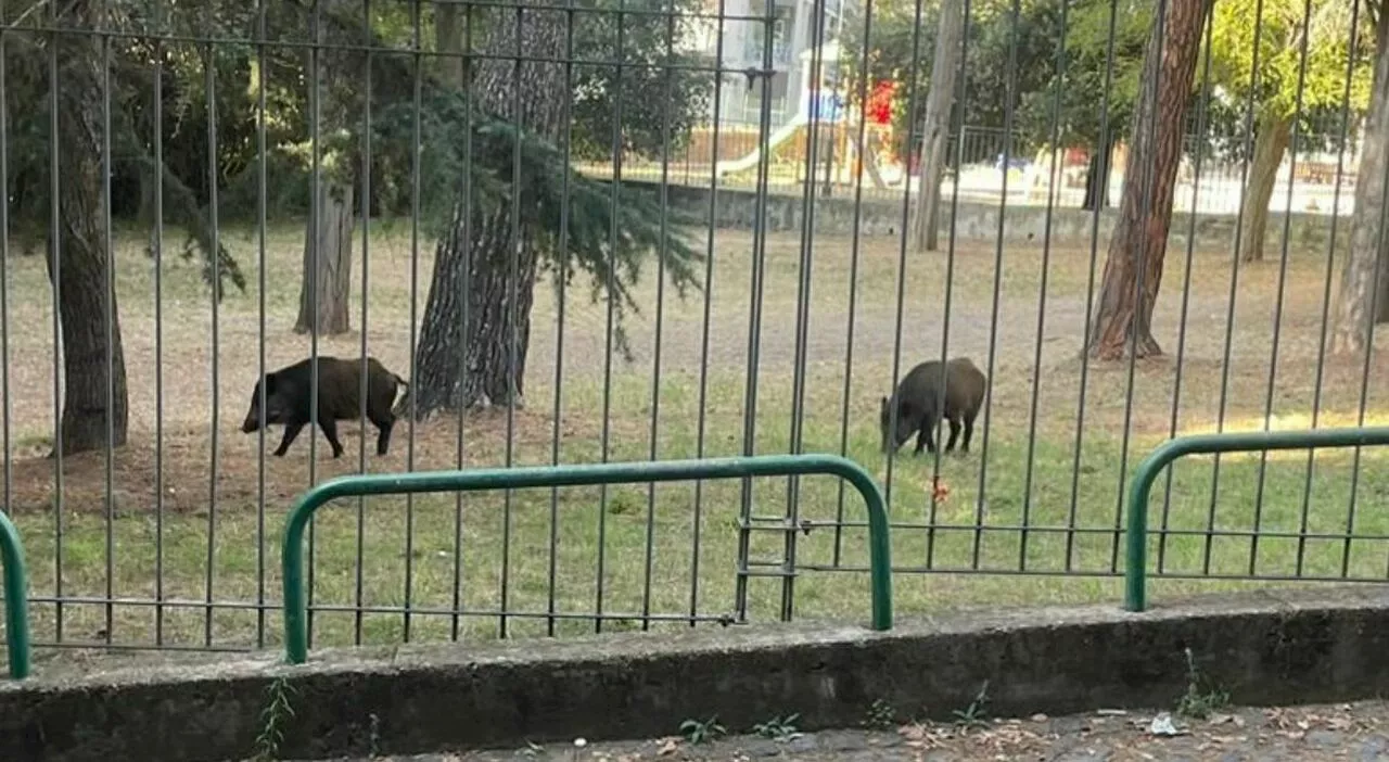 Cinghiali a Roma, paura a Monte Mario: «I nostri figli terrorizzati al parco della Vittoria»