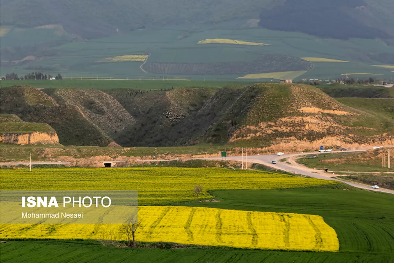 ۱۷هزار هکتار از اراضی کلاله زیر کشت کلزا می‌رود