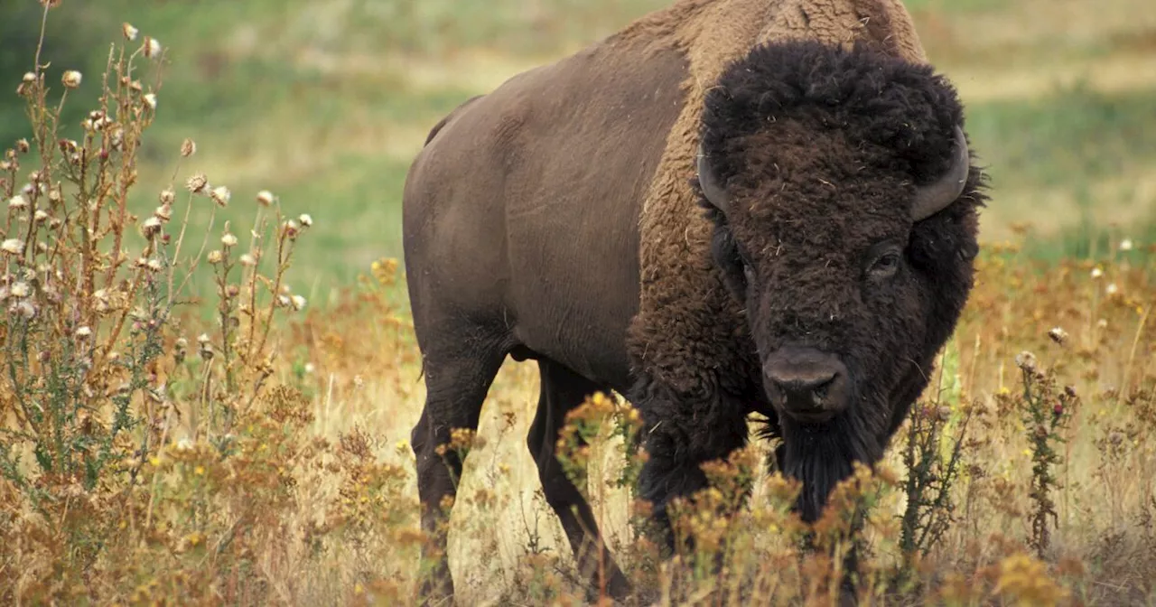 How Ken Burns’ latest documentary is about more than ‘The American Buffalo’