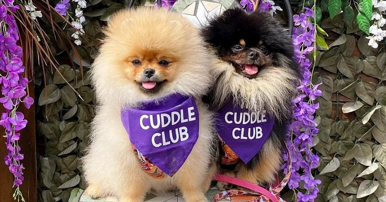 A free event where you can cuddle cute puppies for hours is coming to Leeds