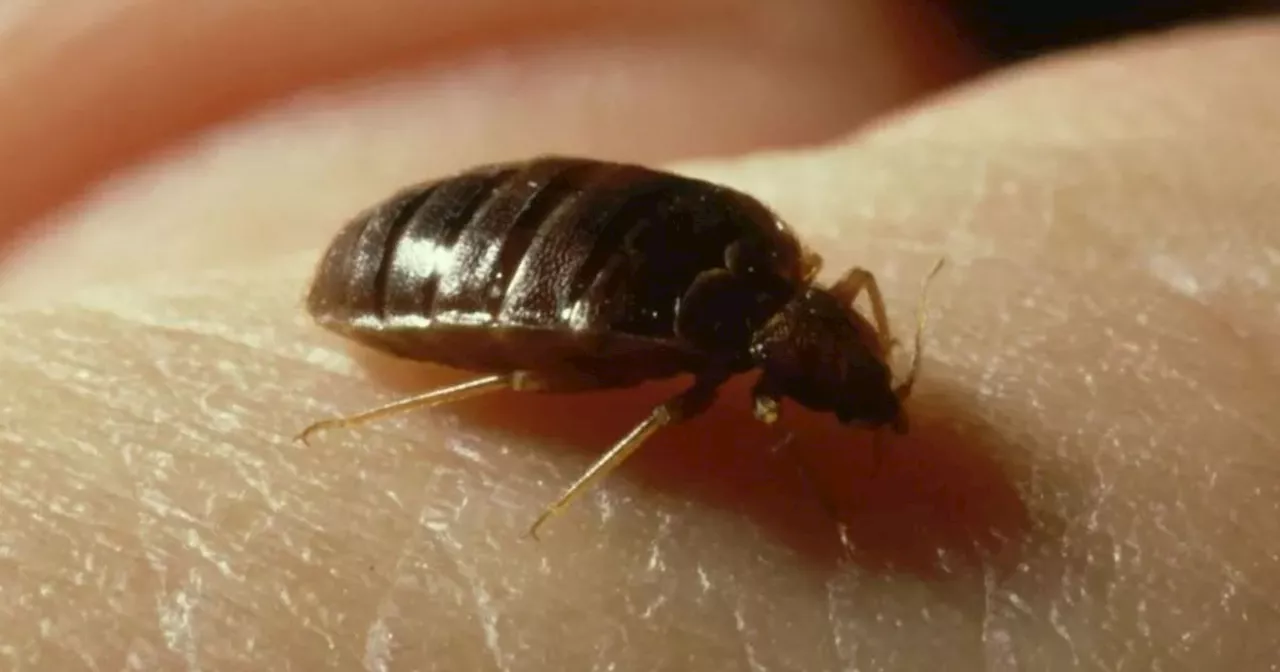 Steps to stop bed bugs from invading your home