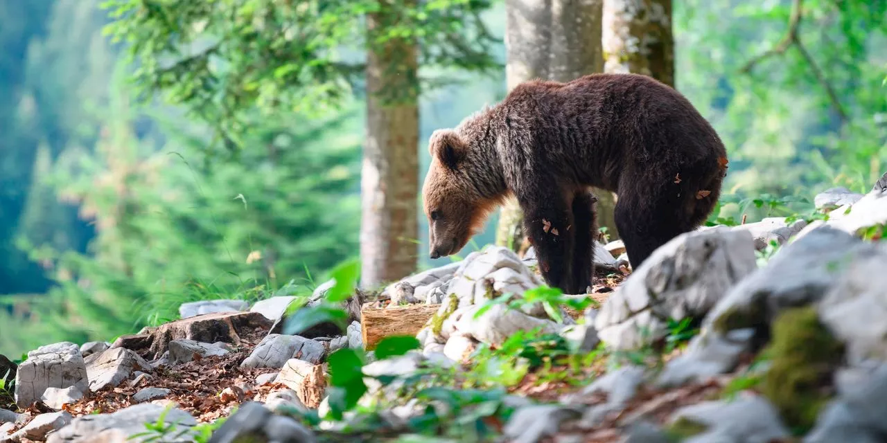 Why bond-market investors are not panicking about the worst Treasury bear market in history