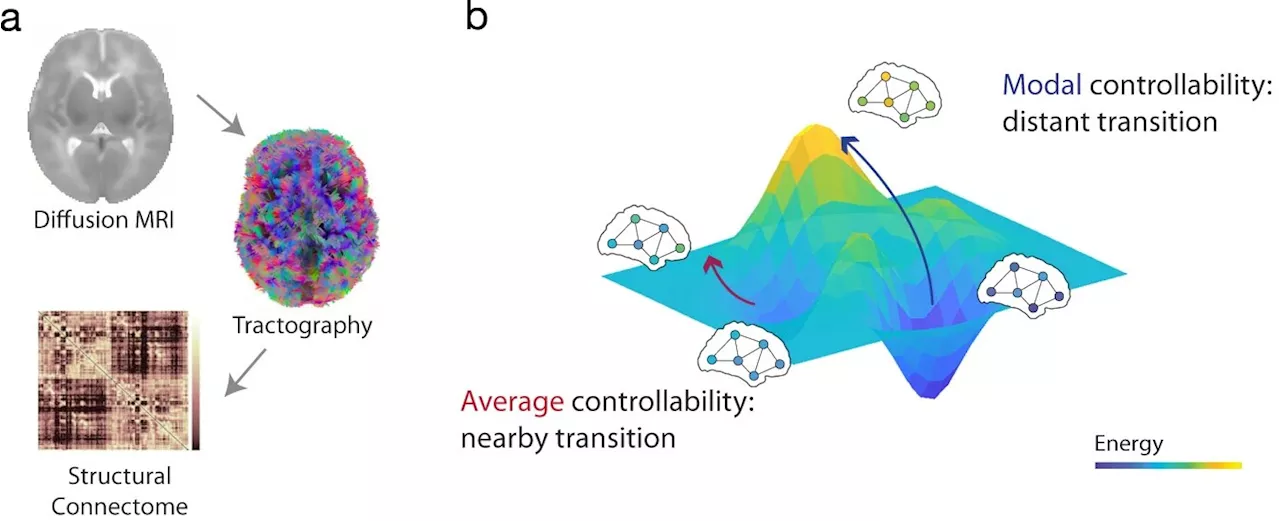 Brain control in infancy linked to cognitive ability in toddlers