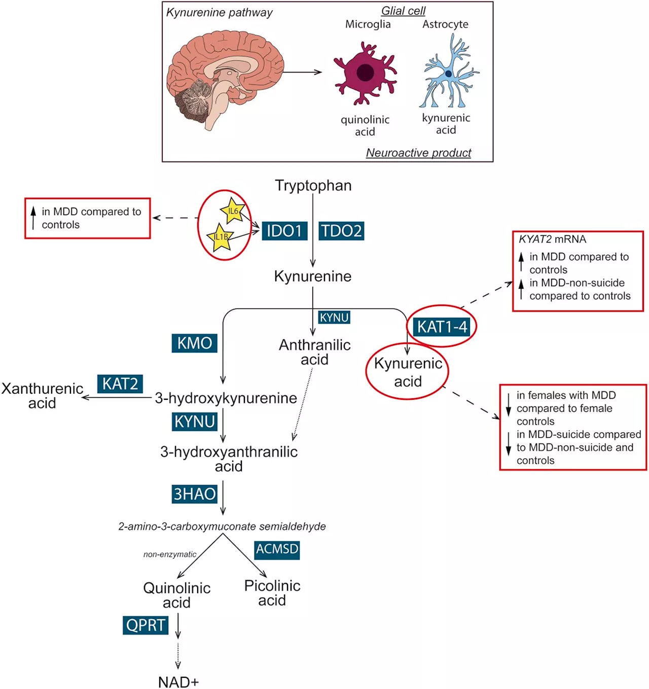 Major depressive disorder study finds differences between male and female brain processes at molecular level