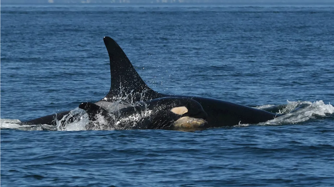 ‘Quite exciting’: All 3 family groups of endangered whales visit Puget Sound