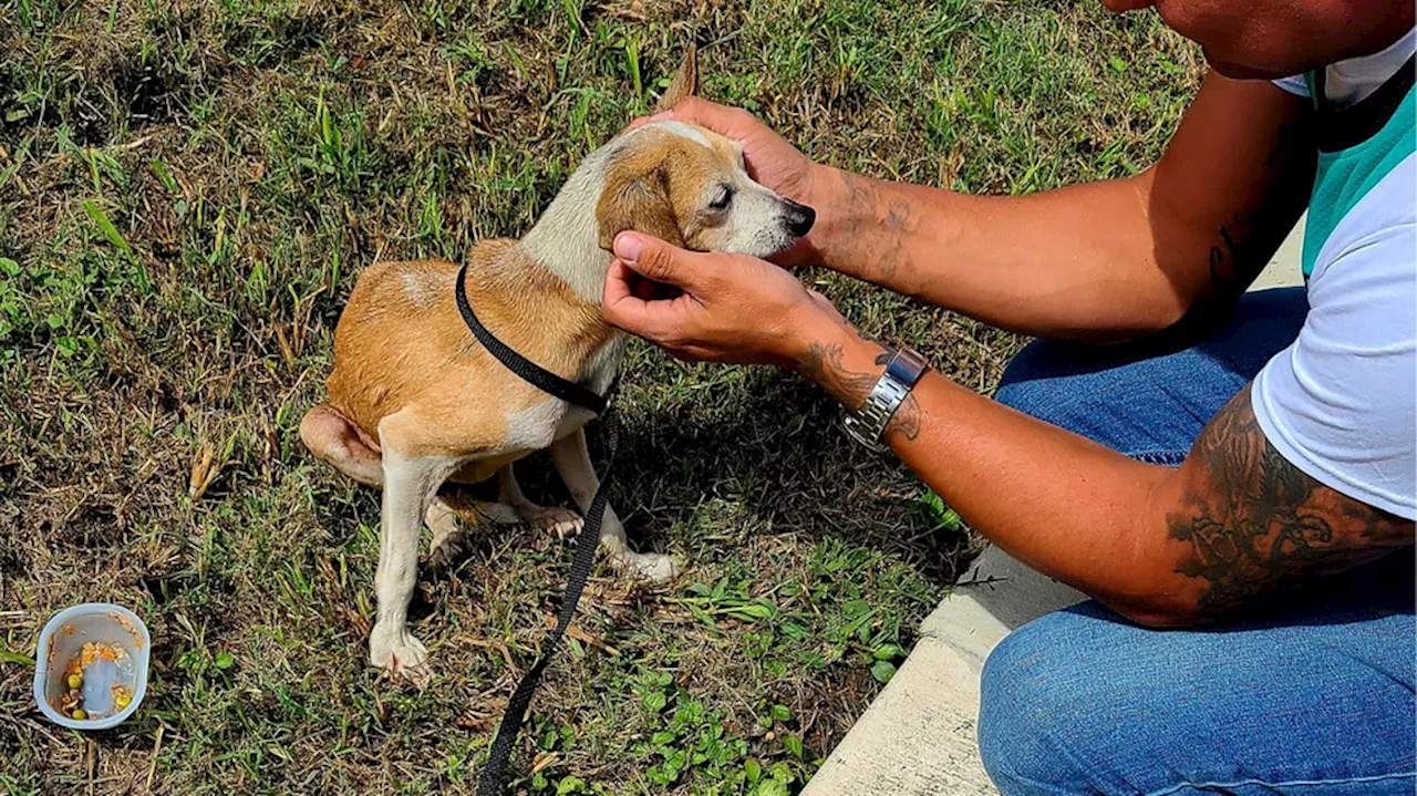 Elderly Chihuahua reunited with family after two-year disappearance thanks to microchip discovery