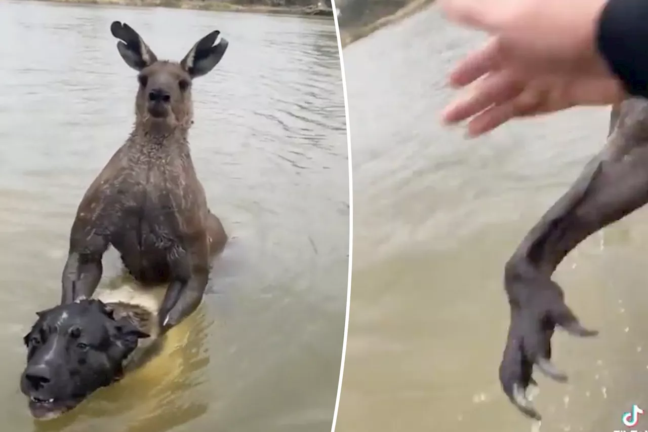 Martial artist punches 7-foot kangaroo that was drowning his dog