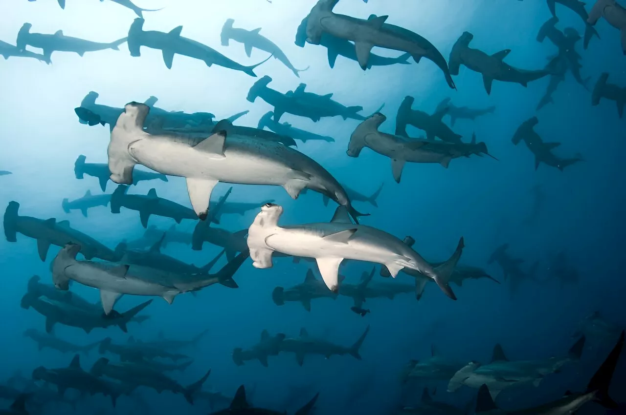 Critically endangered scalloped hammerheads gather in seas off Perth. They need protection, researchers say